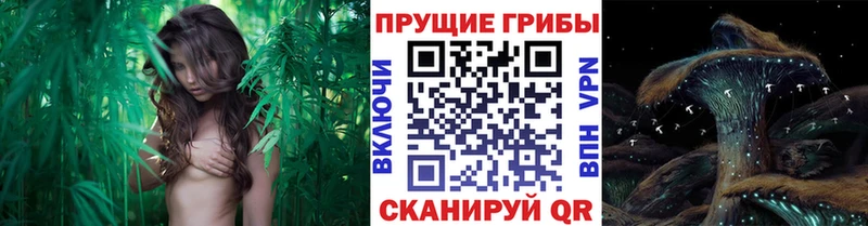 Псилоцибиновые грибы ЛСД  Купить где  Пустошка 
